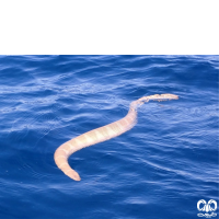 گونه مار دریایی کوتاه Short Sea Snake